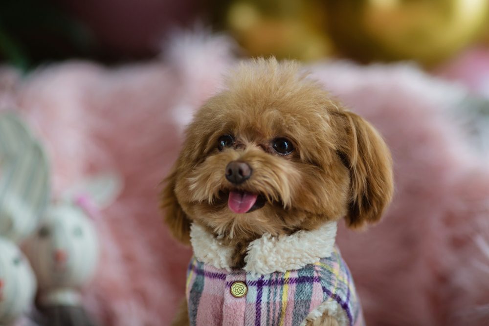 Teacup-poodle-sitting-with-clothes-on