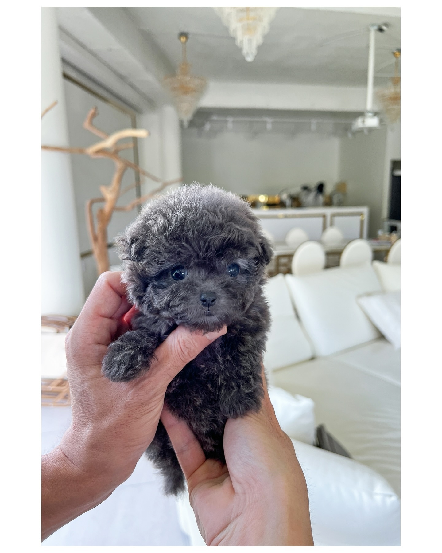 rollypups.korea_1727218306_3464480714136666757_45032220880
