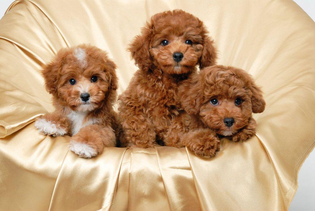 How Big Do Teacup Poodles Get How Big Do Teacup Poodles Get